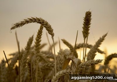 捕鱼王游戏骰宝大小预测与返佣优惠全攻略：理性玩转策略红利