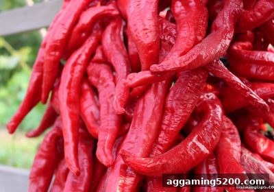新手注册福利深度解读与充值异常处理全攻略——捕鱼王游戏带你轻松入门